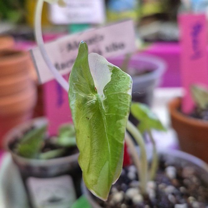 Photo of the plant species Alocasia Variagated by @AuntieOma named Taro (Macrorhizza Albo) on Greg, the plant care app