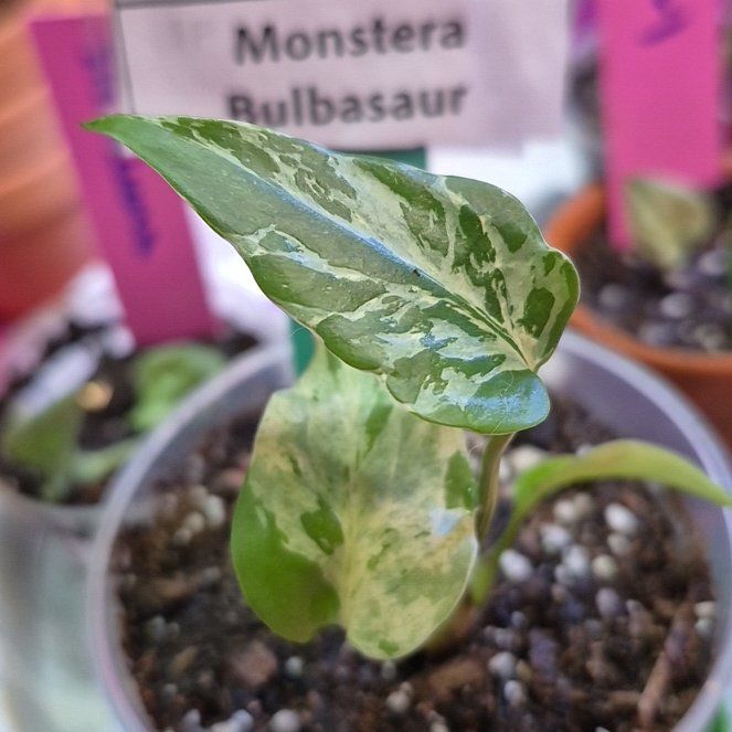Photo of the plant species Monstera 'Bulbasaur' by @AuntieOma named Gaga on Greg, the plant care app
