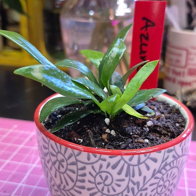 Photo of the plant species Blue Oil Fern by @AuntieOma named Azure on Greg, the plant care app