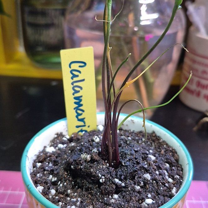 Photo of the plant species Flying Squid by @AuntieOma named Calamarie on Greg, the plant care app