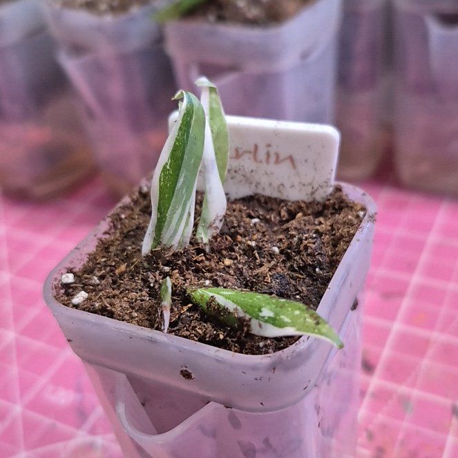 Photo of the plant species Philodendron 'White Wizard' by @AuntieOma named Merlin on Greg, the plant care app