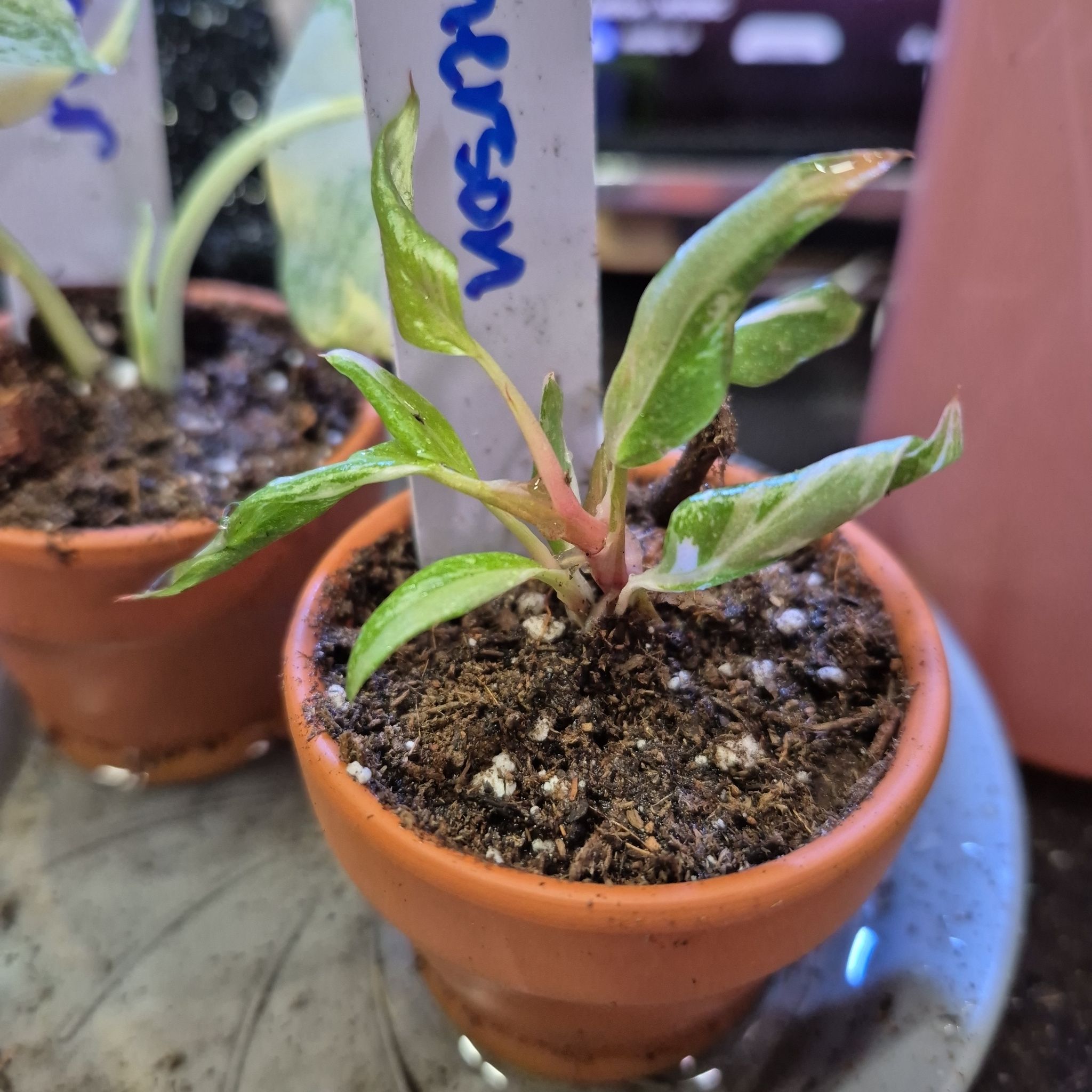 Photo of the plant species Philodendron 'Red Anderson' by @AuntieOma named T/C - Emerson (Varigated) on Greg, the plant care app