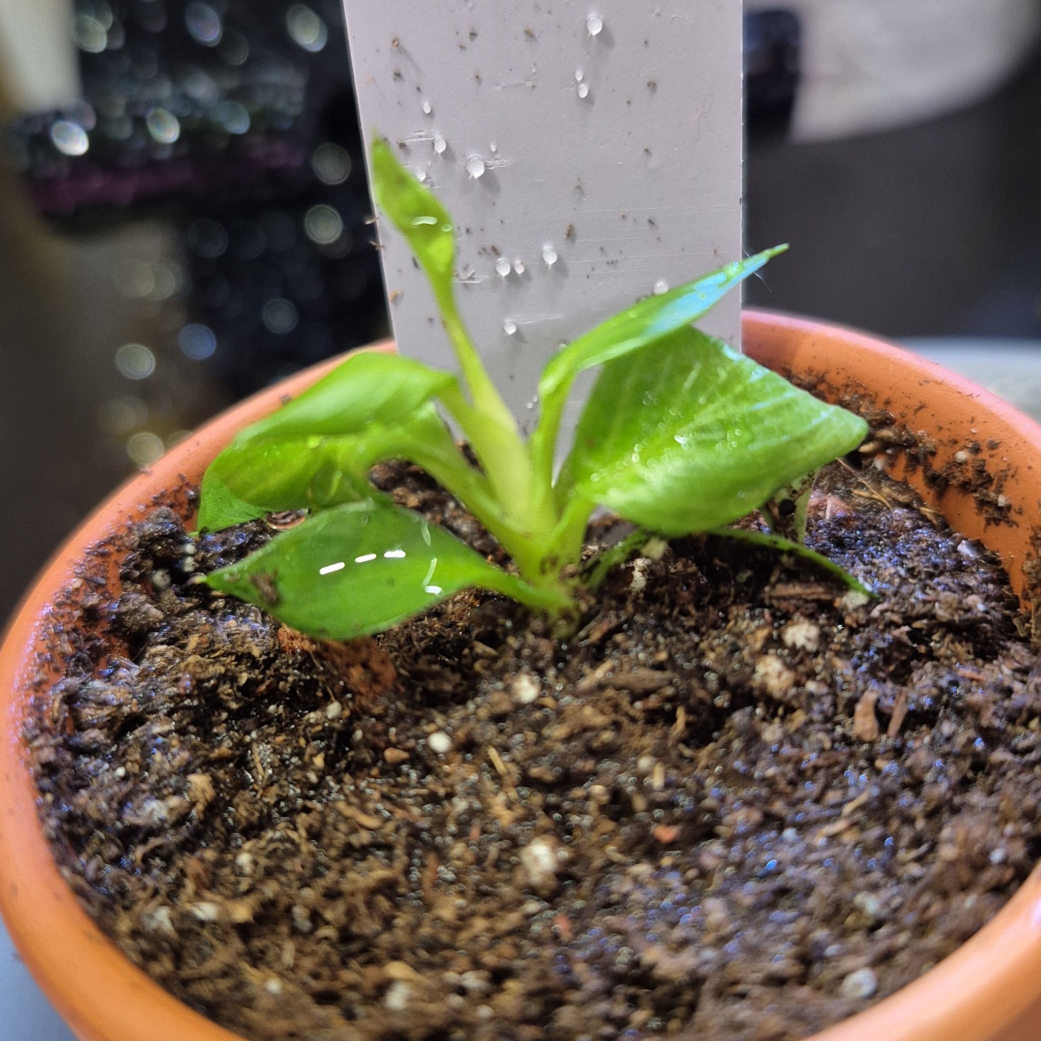 Photo of the plant species Philodendron patriciae by @AuntieOma named T/C - Patty on Greg, the plant care app