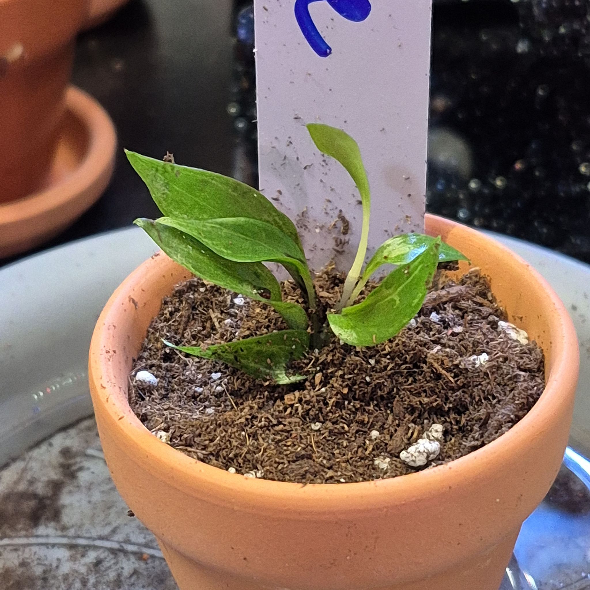 Photo of the plant species Philodendron 'Lime Fiddle' by @AuntieOma named T/C x5 - Rickie (Philo Minariums) on Greg, the plant care app