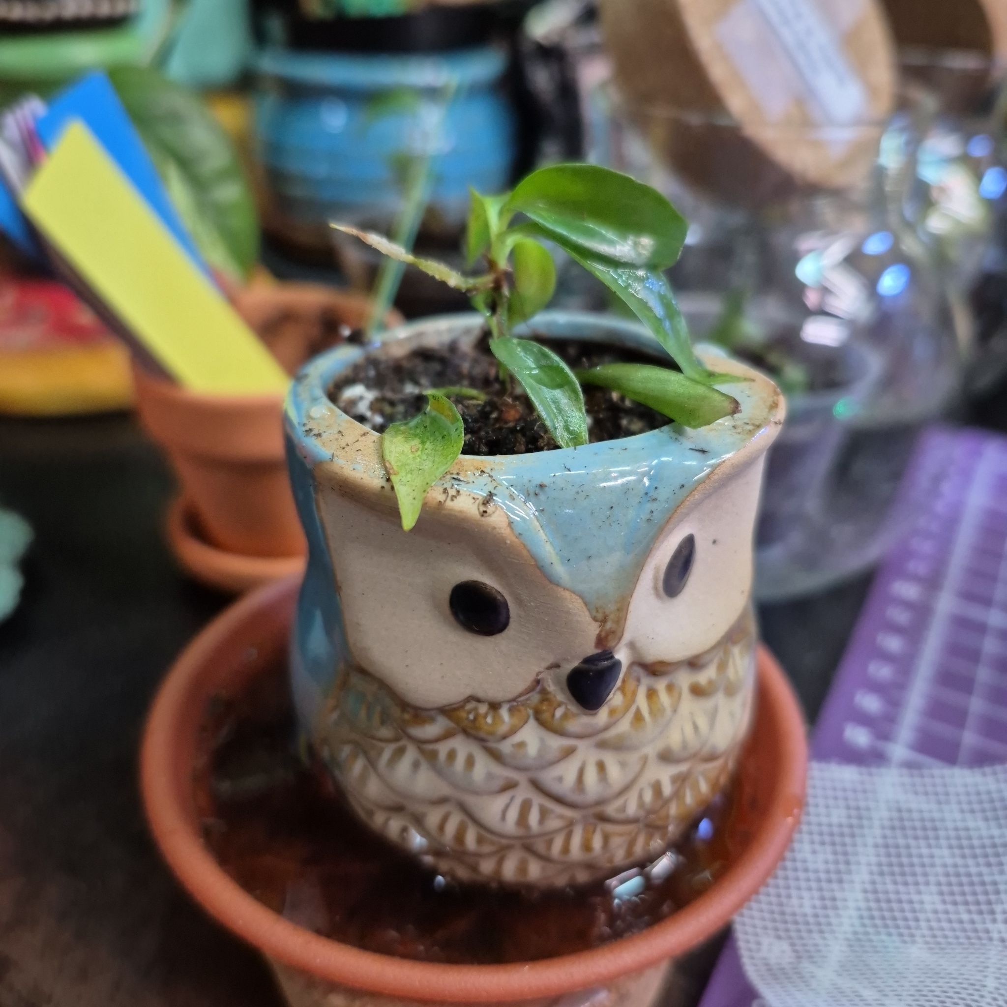 Photo of the plant species Philodendron 'Lime Fiddle' by @AuntieOma named Rickie (Philo Minariums) on Greg, the plant care app
