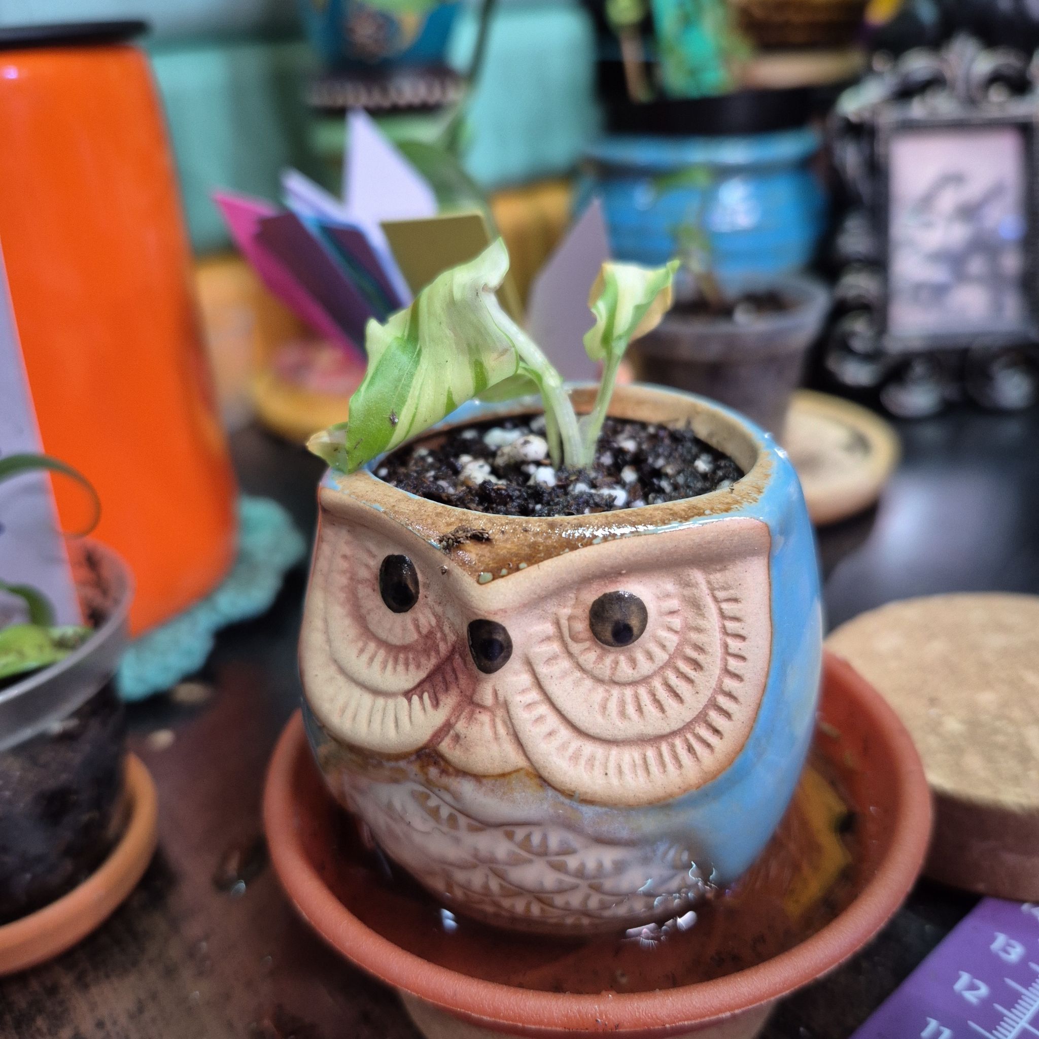 Photo of the plant species Peacock Ginger by @AuntieOma named Juno on Greg, the plant care app