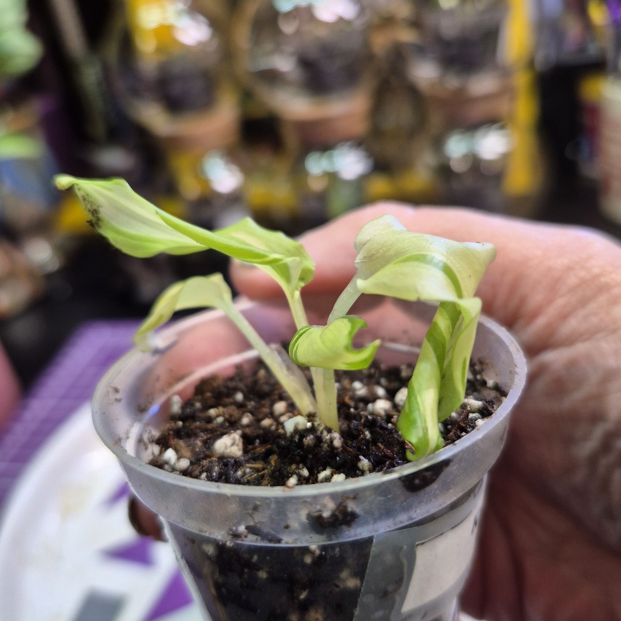 Photo of the plant species Philodendron billietiae x pastazanum by @AuntieOma named Billie T/C on Greg, the plant care app