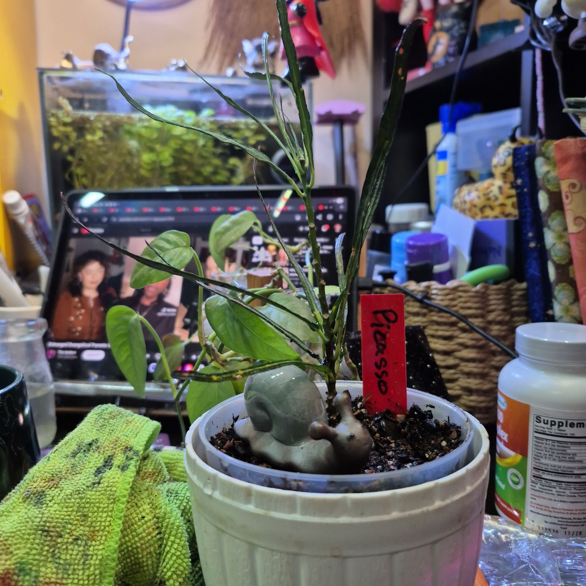 Photo of the plant species Picasso's Paintbrush by @AuntieOma named Picasso on Greg, the plant care app