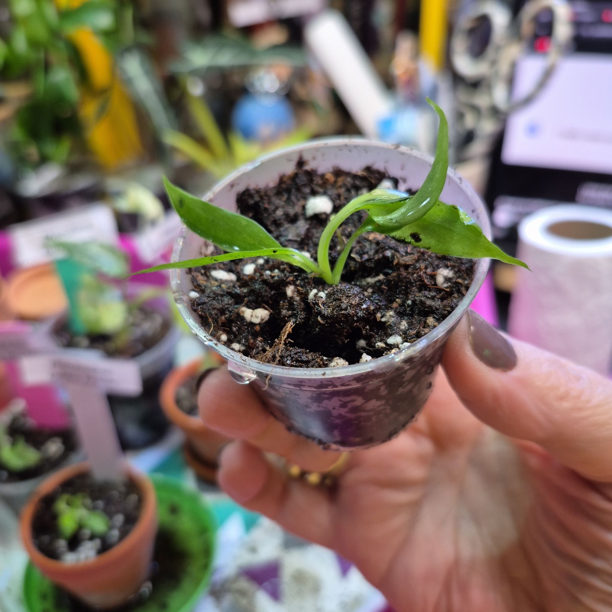 Photo of the plant species Philo Golden Dragon by @AuntieOma named Sunfyre on Greg, the plant care app