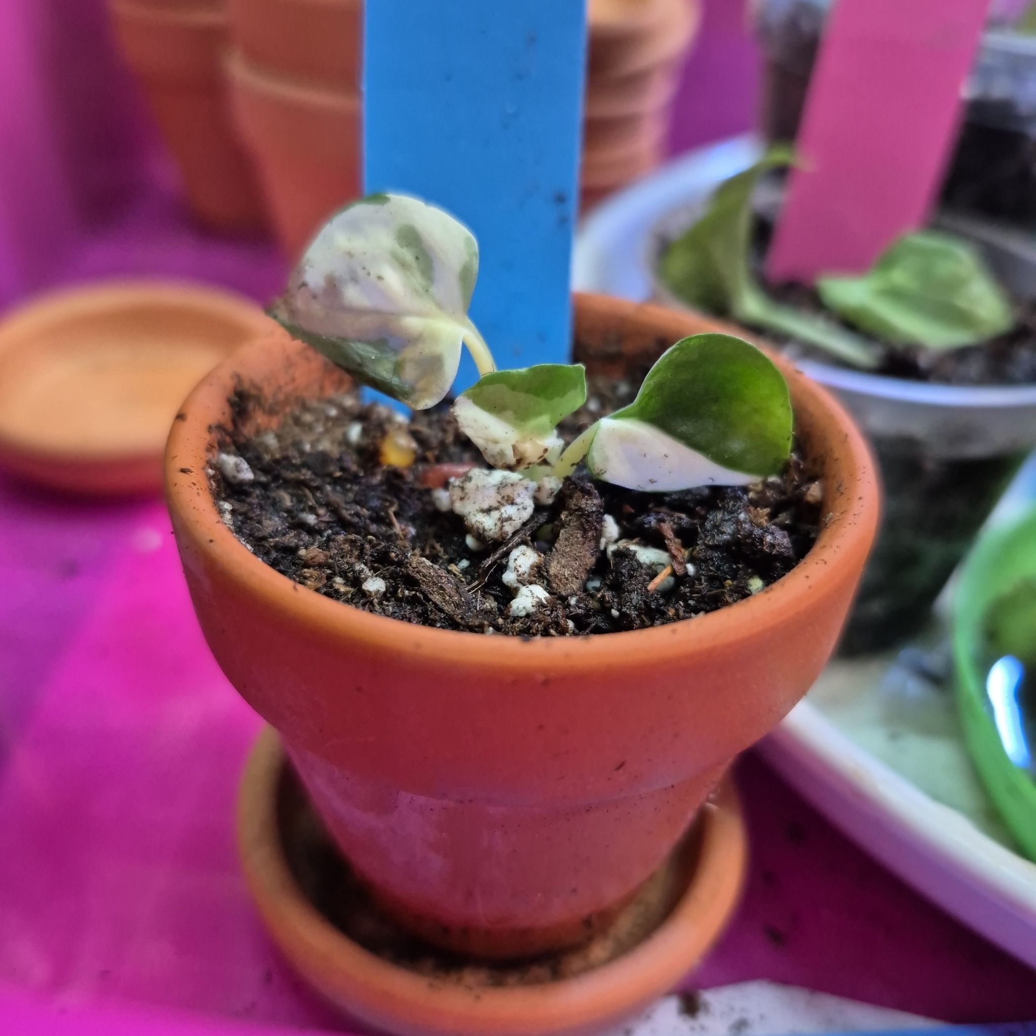 Photo of the plant species Albo Epipremnum Pinnatum by @AuntieOma named Blanca *Philo White Forest) on Greg, the plant care app