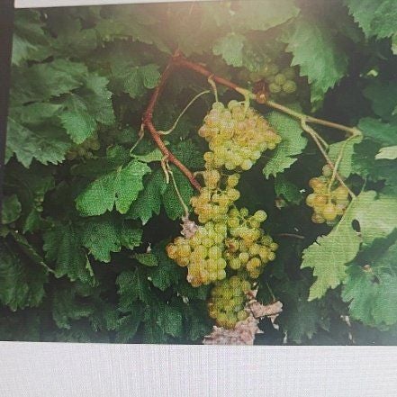 Plant care for Transvaal Tree Grape on Greg, the plant care app