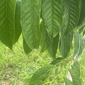 Photo of the plant species Giant Crepe Myrtle by @PrizeCorkelm7 named Taylor Swift on Greg, the plant care app