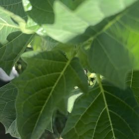 Photo of the plant species Apple of Peru by @PrizeCorkelm7 named Beyonce on Greg, the plant care app