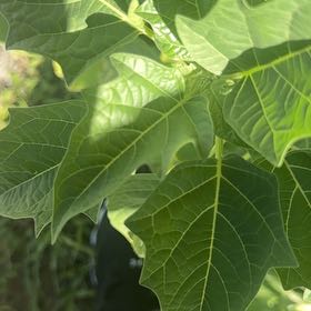 Photo of the plant species Apple of Peru by @PrizeCorkelm7 named Muhammad Ali on Greg, the plant care app