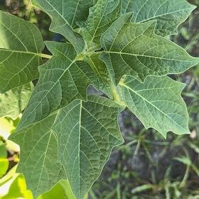 Photo of the plant species Apple of Peru by @PrizeCorkelm7 named Sproutacus on Greg, the plant care app