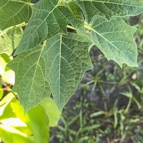 Photo of the plant species Apple of Peru by @PrizeCorkelm7 named Remington on Greg, the plant care app