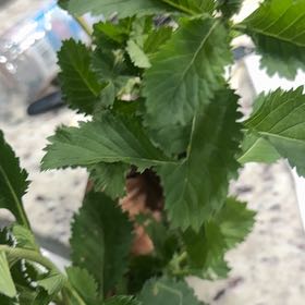 Photo of the plant species Bachelor's Button by @PrizeCorkelm7 named Zion on Greg, the plant care app