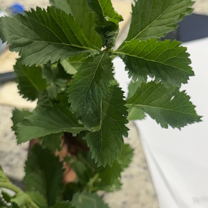 Photo of the plant species Bachelor's Button by @PrizeCorkelm7 named Rainier on Greg, the plant care app