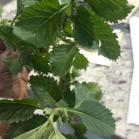 Photo of the plant species Bachelor's Button by @PrizeCorkelm7 named Luna on Greg, the plant care app