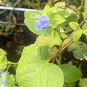 Photo of the plant species Browallia by @PrizeCorkelm7 named Cleopatra on Greg, the plant care app