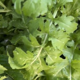 Photo of the plant species Garden Rocket by @PrizeCorkelm7 named Zeus on Greg, the plant care app