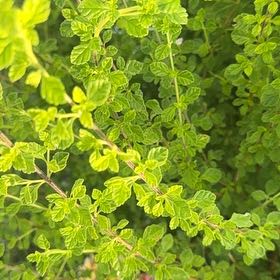 Photo of the plant species Wild Lime by @PrizeCorkelm7 named Navajo on Greg, the plant care app