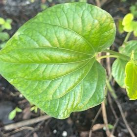 Photo of the plant species Chinese Yam by @PrizeCorkelm7 named Sage on Greg, the plant care app