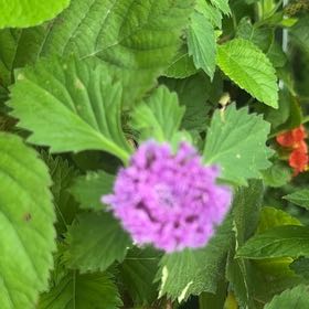 Photo of the plant species Bachelor's Button by @PrizeCorkelm7 named Sherlock on Greg, the plant care app