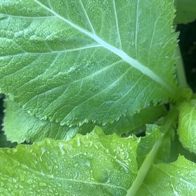 Photo of the plant species Chinese Mustard by @PrizeCorkelm7 named Kylie on Greg, the plant care app