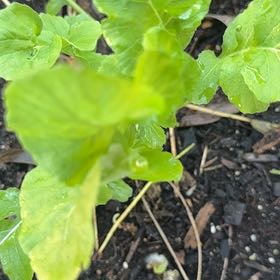 Photo of the plant species Yerba Buena by @PrizeCorkelm7 named Madonna on Greg, the plant care app
