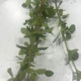Photo of the plant species Narrowleaf Bittercress by @PrizeCorkelm7 named Peter Parker on Greg, the plant care app
