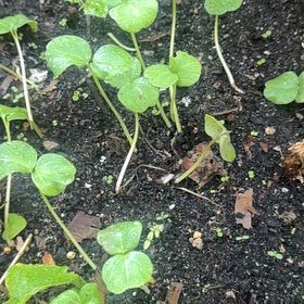 Photo of the plant species Asian Ponysfoot by @PrizeCorkelm7 named Shakira on Greg, the plant care app