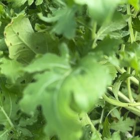 Photo of the plant species Butterweed by @PrizeCorkelm7 named Ulysses S Plant on Greg, the plant care app