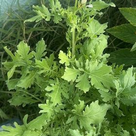Photo of the plant species Wild Wormwood by @PrizeCorkelm7 named Doja Cat on Greg, the plant care app