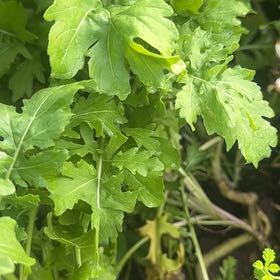 Photo of the plant species Wild Wormwood by @PrizeCorkelm7 named Kendall on Greg, the plant care app