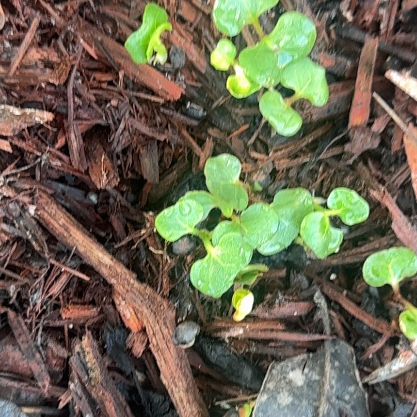 Photo of the plant species Coral Moss by @PrizeCorkelm7 named Leonardo on Greg, the plant care app