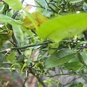 Photo of the plant species Tree Fuschia by @PrizeCorkelm7 named Terra on Greg, the plant care app