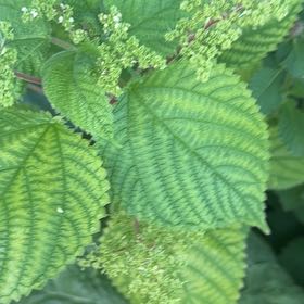 Photo of the plant species Ramie Chinese Grass by @PrizeCorkelm7 named Ronaldo on Greg, the plant care app