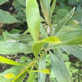 Photo of the plant species Blackwood by @PrizeCorkelm7 named Maya on Greg, the plant care app