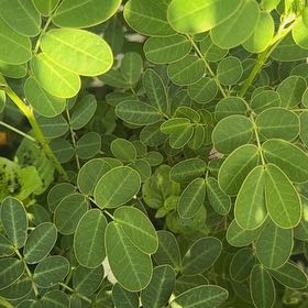 Photo of the plant species Caesalpinia Mexicana by @PrizeCorkelm7 named Baesil on Greg, the plant care app