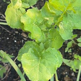 Photo of the plant species Cultivated Radish by @PrizeCorkelm7 named Beckham on Greg, the plant care app