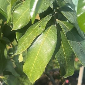 Photo of the plant species California Bay Laurel by @PrizeCorkelm7 named Elle on Greg, the plant care app