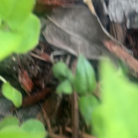 Photo of the plant species European Woodsorrel by @PrizeCorkelm7 named Willow on Greg, the plant care app