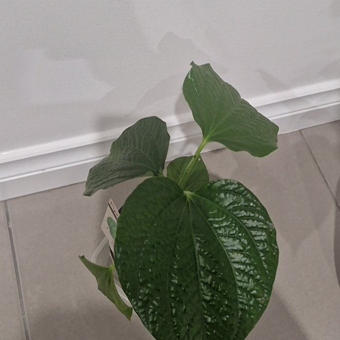 Photo of the plant species jia ju by @FullFern95 named Rihanna on Greg, the plant care app