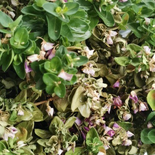 Photo of the plant species Colorado Four O'Clock by @BigMango97 named Zeus on Greg, the plant care app