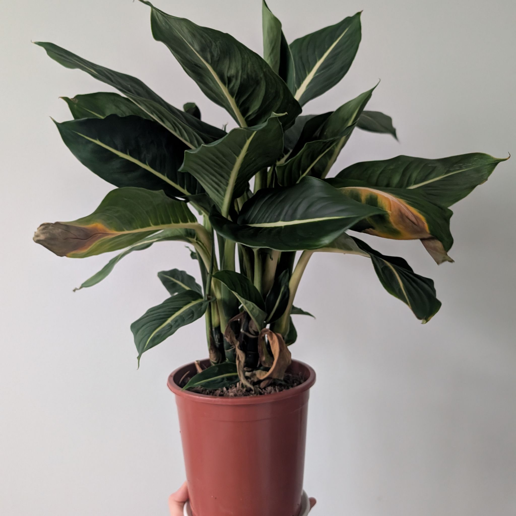 Photo of the plant species Green Magic Dumb Cane by @maryjhanson named Nadja on Greg, the plant care app