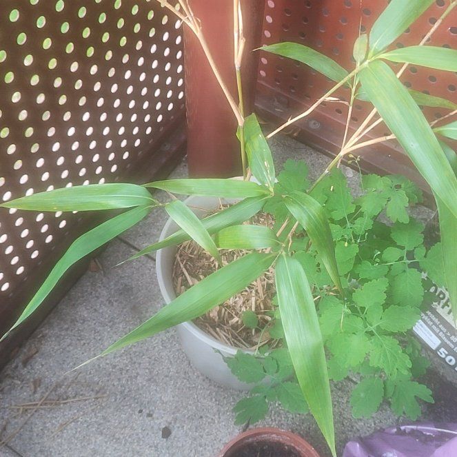 Photo of the plant species Switchcane by @SleekGrasspea76 named Zion on Greg, the plant care app