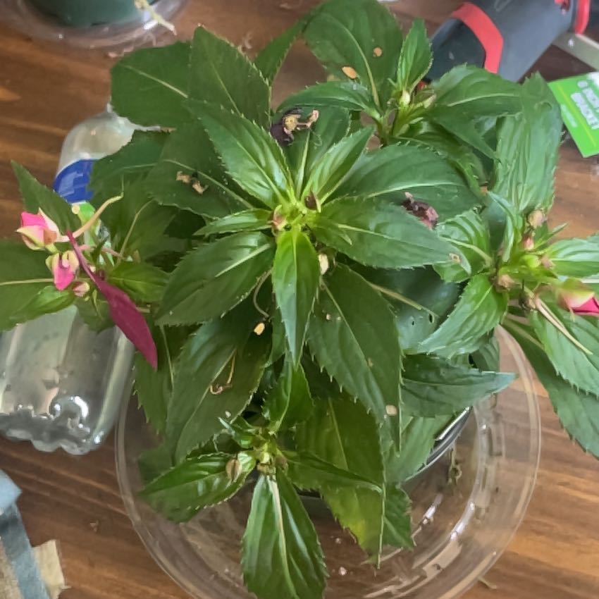 Photo of the plant species Impatiens 'SunPatiens Vigorous Red' by @KindCobnut3 named Sanders on Greg, the plant care app