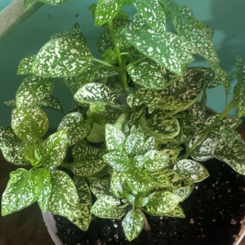 Photo of the plant species Hypoestes 'Lotty Dotty White' by @KindCobnut3 named Elina on Greg, the plant care app