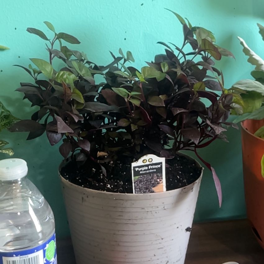 Photo of the plant species Purple Prince Alternanthera by @KindCobnut3 named Orwell on Greg, the plant care app